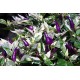 Indonesian Variegated