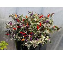 Indonesian Variegated