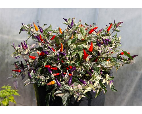 Indonesian Variegated