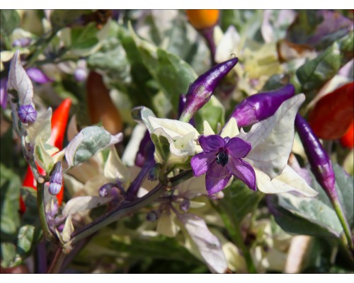 Indonesian Variegated