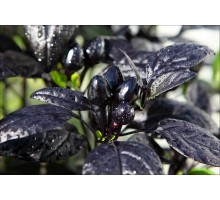 Royal Black