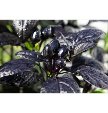Royal Black