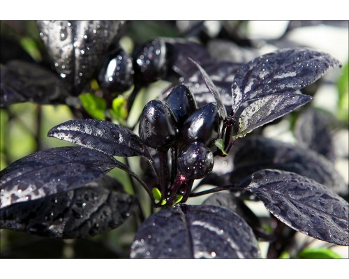 Royal Black