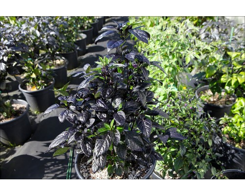 Royal Black