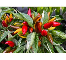 Magma Alongado Variegata
