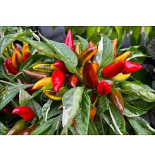 Magma Alongado Variegata