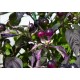 Black Bat