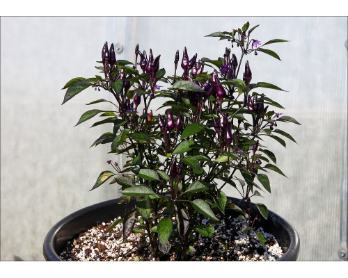 Purper