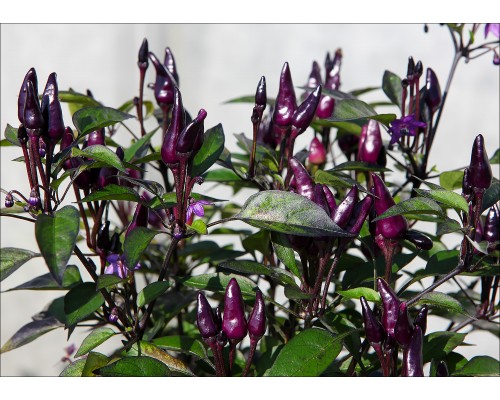 Purper