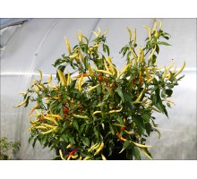 Variegated White Thai