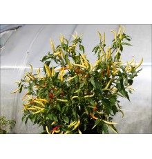 Variegated White Thai