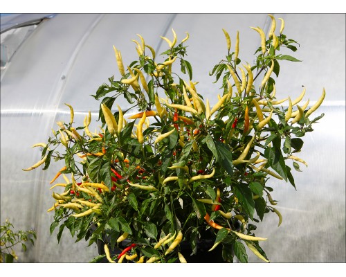 Variegated White Thai