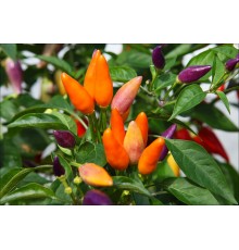 NuMex Easter
