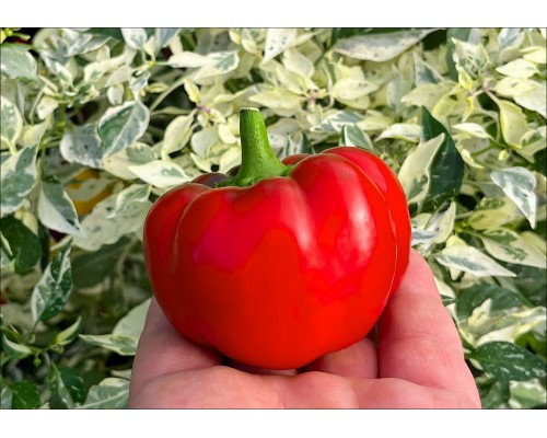 Hot Apple