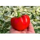 Hot Apple
