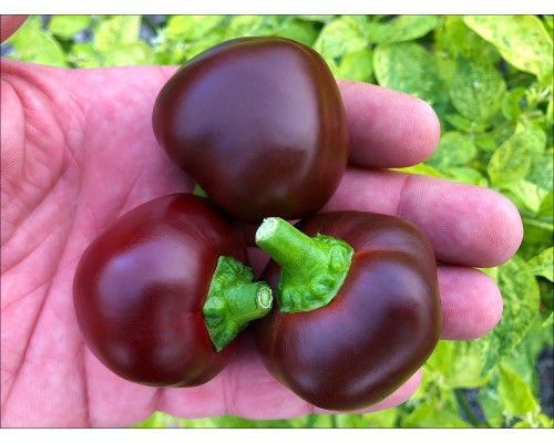 Chocolate Cherry