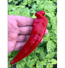 Machete