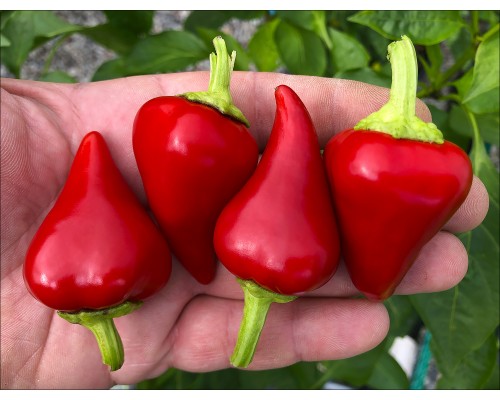Hot Petite Heart