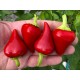 Hot Petite Heart