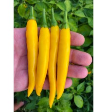 Fire Flame Yellow