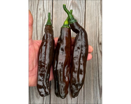 Chilaca