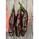 Chilaca