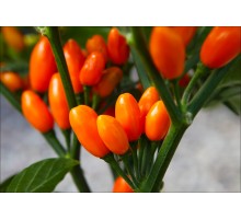 Pimenta La Macarena