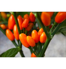 Pimenta La Macarena