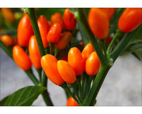 Pimenta La Macarena