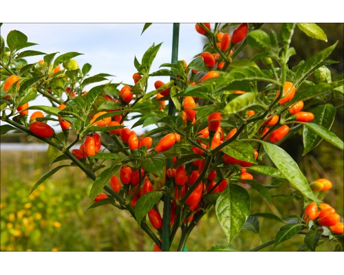 Pimenta La Macarena