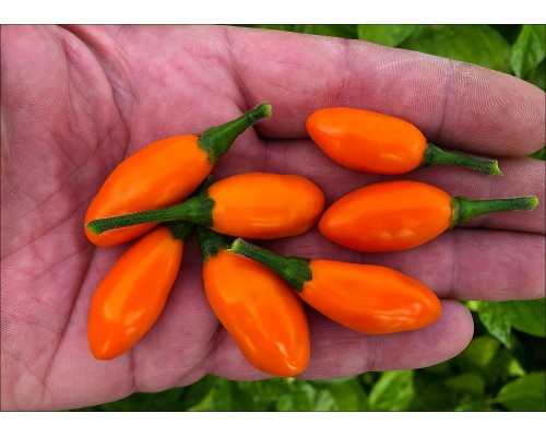 Pimenta La Macarena