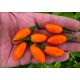 Pimenta La Macarena