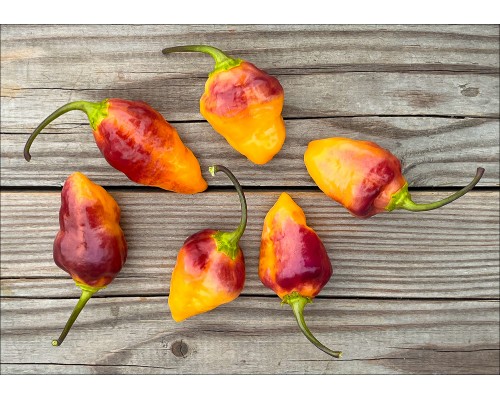 Bolivian Bumpy Orange