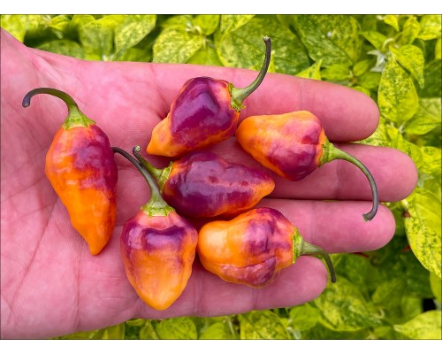 Bolivian Bumpy Orange