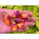 Bolivian Bumpy Orange