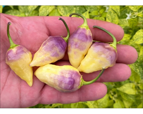 Bolivian Bumpy Cream