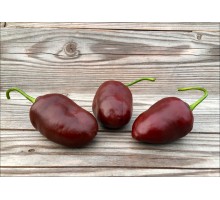 Chocolate Rocoto X PS