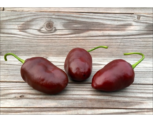 Chocolate Rocoto X PS