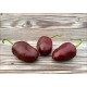 Chocolate Rocoto X PS
