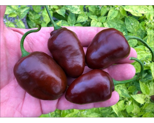 Chocolate Rocoto X PS