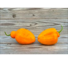 Rocoto Desert Orange
