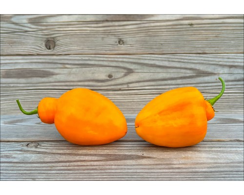Rocoto Desert Orange