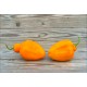 Rocoto Desert Orange