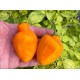 Rocoto Desert Orange