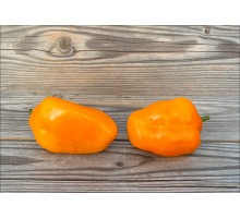 Rocoto Costa Rica Orange