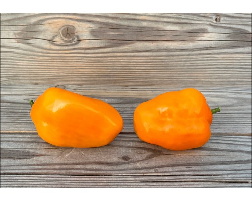 Rocoto Costa Rica Orange