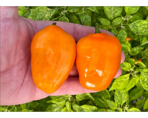 Rocoto Costa Rica Orange