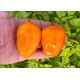 Rocoto Costa Rica Orange