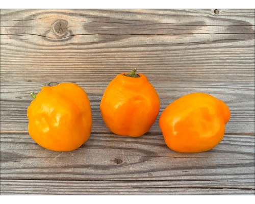 Rocoto Jenipapo Orange