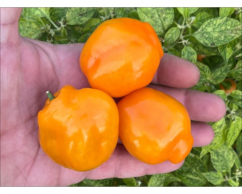 Rocoto Jenipapo Orange